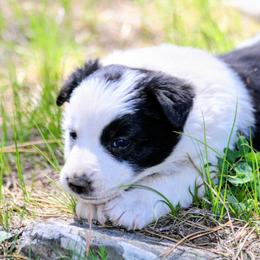 Joan - Black and white female Border Collie puppy in Custer, South Dakota from Pinpoint Border Collies