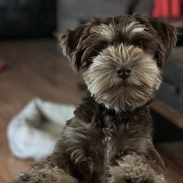 Yoshi - Miniature Schnauzer
