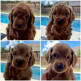 Labradoodle Puppies from Cook Doodles