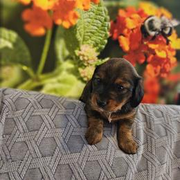 Dachshund Puppies from A&R Dachshund