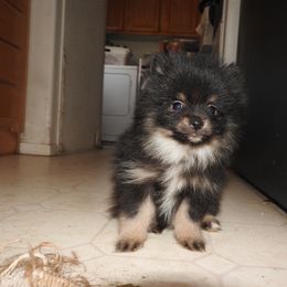 Pomeranian and Shichon Puppies from Smallstar puppys