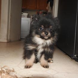 Pomeranian and Shichon Puppies from Smallstar puppys