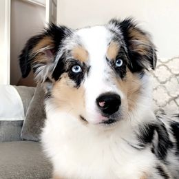 Miniature Australian Shepherds from Pure Michigan Mini Aussies