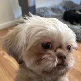 Sugar - Shih Tzu