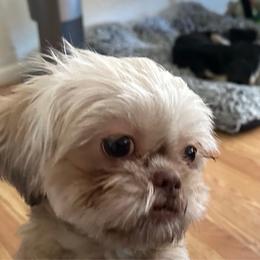 Sugar - Shih Tzu