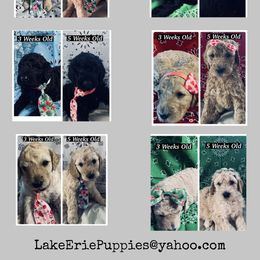 Goldendoodle Puppies from Lake Erie Puppies