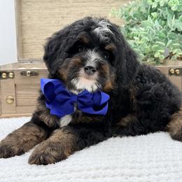 Bandit - Tri-color male Bernedoodle puppy in Statesville, North Carolina from Doodle Babies
