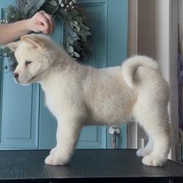 Blizzard- Boy 5 - Brick collar - White male Akita puppy in Coopersburg, Pennsylvania from Main Street Akitas