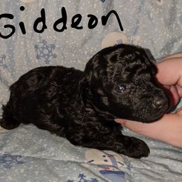 Great Dane and Poodle Puppies from Elizabeth Poodle and Dane Pups