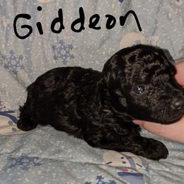 Great Dane and Poodle Puppies from Elizabeth Poodle and Dane Pups