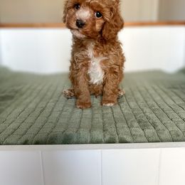 Cavapoo Puppies from Cutiepie Cavapoos