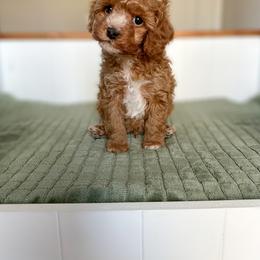 Cavapoo Puppies from Cutiepie Cavapoos