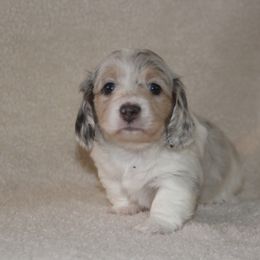 Dachshund Puppies from Rustic Bark Page's Dachshunds