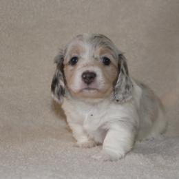 Dachshund Puppies from Rustic Bark Page's Dachshunds