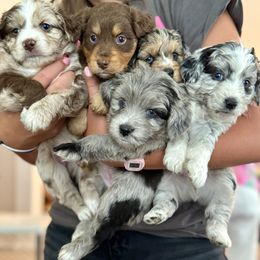 Aussiedoodle puppies from Navarro Royal Pups