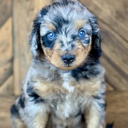 Aussiedoodle, Miniature Australian Shepherd, and Poodle Puppies from Classic K9’s  Aussies & Doodles
