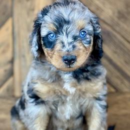 Aussiedoodle, Miniature Australian Shepherd, and Poodle Puppies from Classic K9’s  Aussies & Doodles
