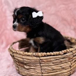 Ana - Black and tan female Cavalier King Charles Spaniel puppy in Texarkana, Arkansas from Miller's Cavaliers