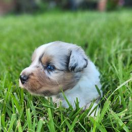 Prince - Blue merle male Miniature Australian Shepherd puppy in Lakeland, Florida from Sunshine Mini Aussies