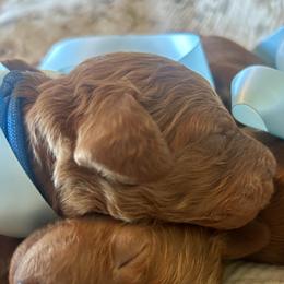 Blue - Red  male Goldendoodle puppy in Grand Blanc, Michigan from Perry Farm Doodles