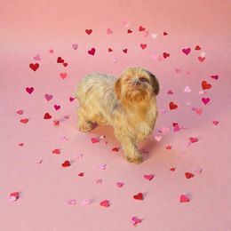 Goldie - Yorkshire Terrier