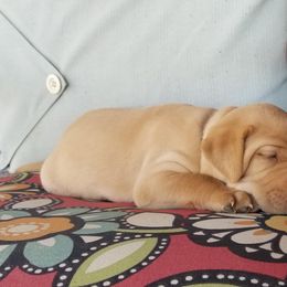 Labrador Retriever Puppies from Canyon River Outfitters