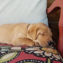 Labrador Retriever Puppies from Canyon River Outfitters