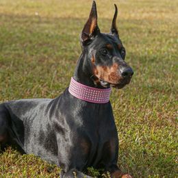 Jasmine - Doberman Pinscher