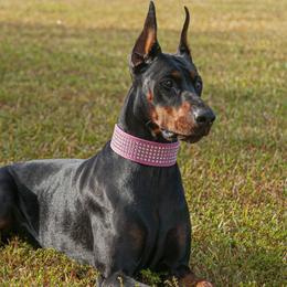 Jasmine - Doberman Pinscher