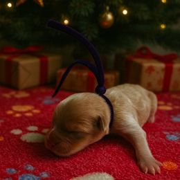Hannah - Gold female Morkie puppy in Winston Salem, North Carolina from Patty’s Paws