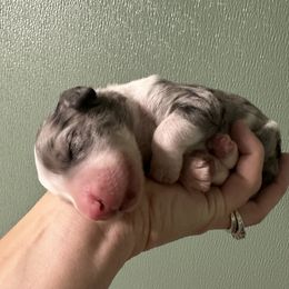 Aussiedoodle Puppies from Hickory Hideaway Doodles