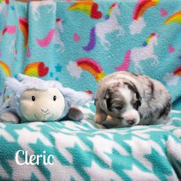 Cleric - Blue merle female Australian Shepherd puppy in Benton City, Washington from Eventide Australian Shepherds