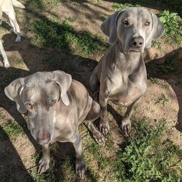 Weimaraners from Arizona AKC Weimaraners