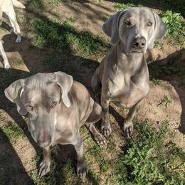 Weimaraners from Arizona AKC Weimaraners