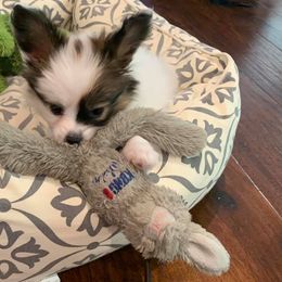 Papillon Puppies from Tylane Papillons