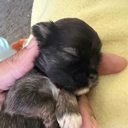 Boy 1 - Chocolate and tan male Shih Tzu puppy in Florida from Shih tzus and Shorkies Galore