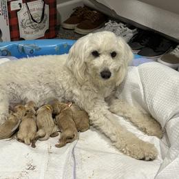 Goldendoodle Puppies from 757 Doodles
