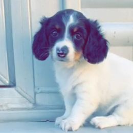 Dachshunds from Frosty Doxies