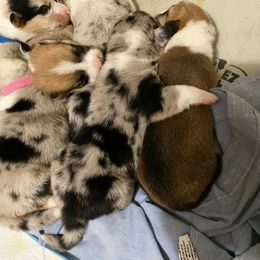 American Corgi and Pembroke Welsh Corgi Puppies from Swezey Pembroke Welsh Corgis