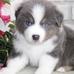 Australian Shepherd Puppies from Storm and Sage Australian Shepherds