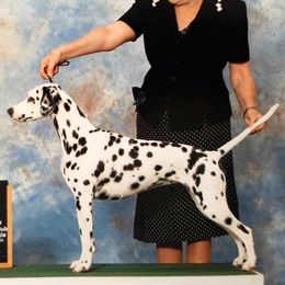 Boy 5 - male Dalmatian puppy in Decatur, Alabama from Hollytree Dalmatians