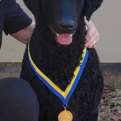 Curly-Coated Retrievers from Kanon Curly Coated Retrievers