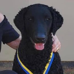 Curly-Coated Retrievers from Kanon Curly Coated Retrievers