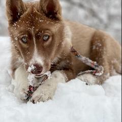 Native American Indian Dog Puppies from Corn Moon Kennels