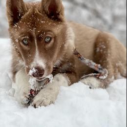 Native American Indian Dog Puppies from Corn Moon Kennels