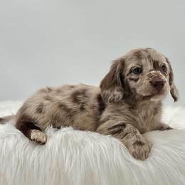Nova - Dapple male Dachshund puppy in Litchfield, Illinois from Charmm Dachshunds