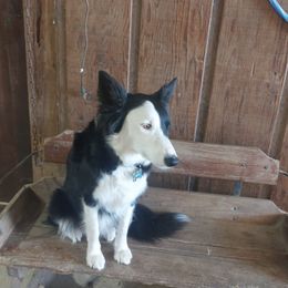 Border Collies from Casey Farm