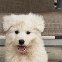 Titan - White male German Shepherd puppy in Bexar County, Texas from Scenic Creek German Shepherds and White Swiss Shepherds