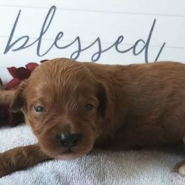 Australian Labradoodle Puppies from Lake Keowee Labradoodles