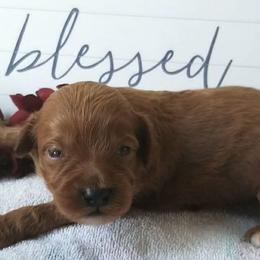 Australian Labradoodle Puppies from Lake Keowee Labradoodles